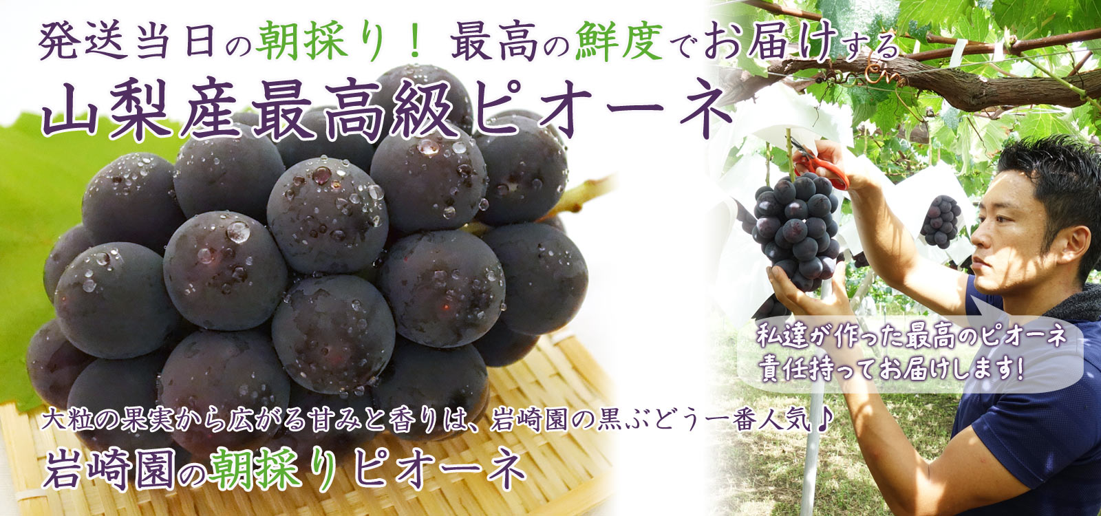 大粒の果実から広がる甘みと香りは、岩崎園の黒ぶどう１番人気♪岩崎園の朝採りピオーネ