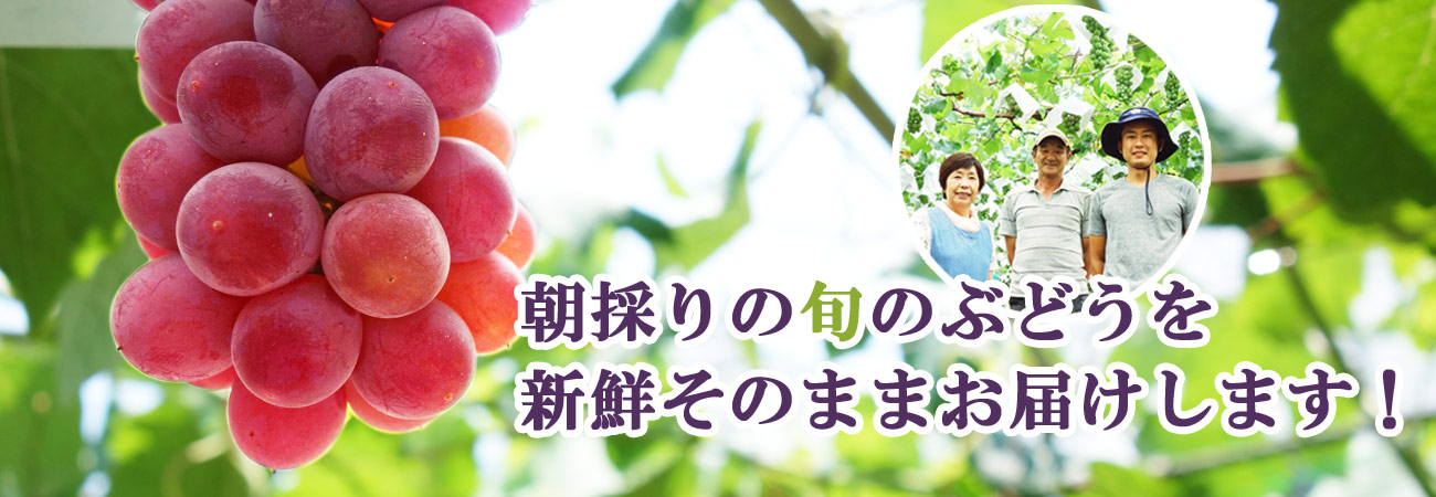 旬のぶどう狩り・直売 かつぬま岩崎園 | 山梨県から、美味しい旬の