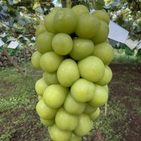 シャインマスカット大好評販売中です